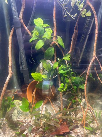 Betta fish and aquarium,
