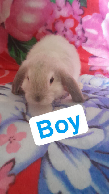 Mini lop