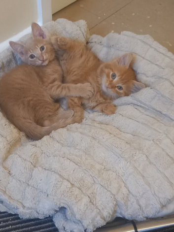 Beautiful Ginger Bengal x Bombay