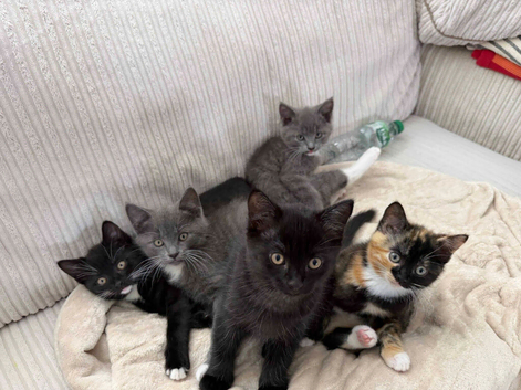 5 Beautiful, Affectionate Kittens Ready for Their Forever Homes