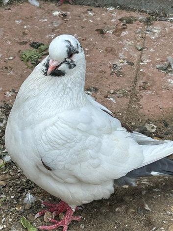 King Pigeons for Sale in Harlow
