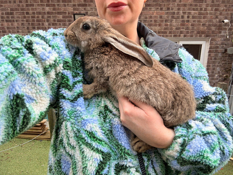 Continental Giant X New Zealand White Doe Bunnies