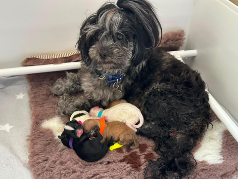 Beautiful Litter of Shihpoochon Puppies