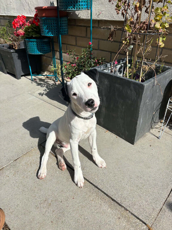 Rehome: Pure Bred Jack Russell