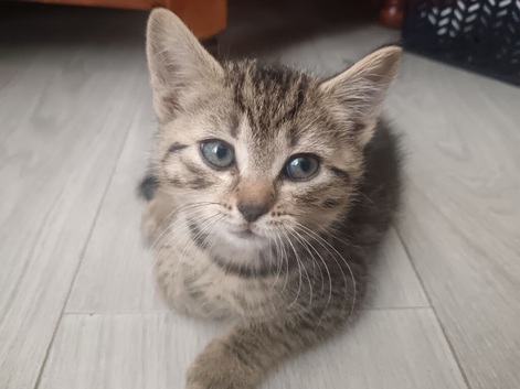 5 Beautiful Tabby Kittens