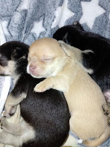 Updated one girl one boy apple head Chihuahua
