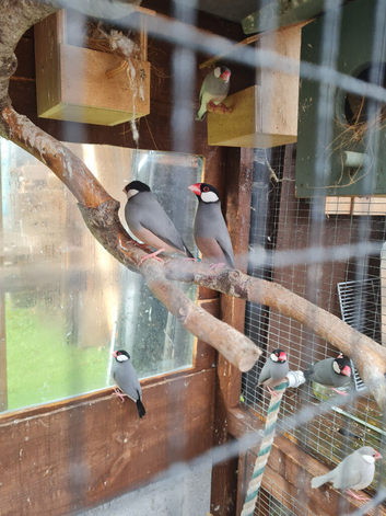 Java sparrows silver and normals available