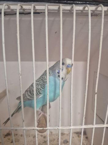 Sky blue male