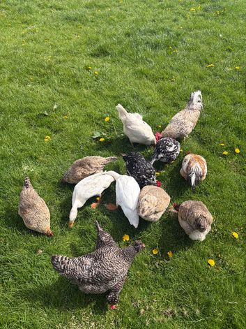 Established Free Range Flock