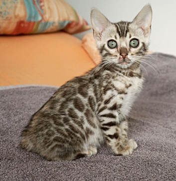Gorgeous Bengal Rosette Girl Kitten