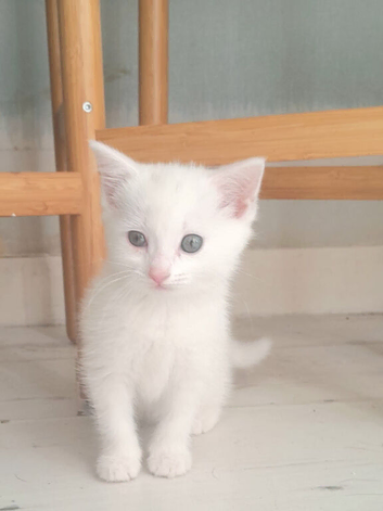 11 weeks old female kitten