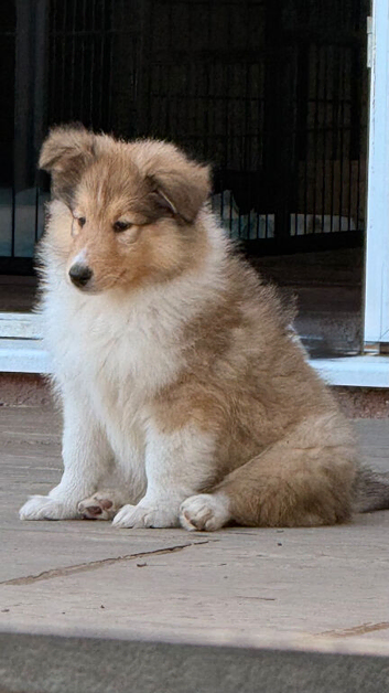 Pedigree Sable & White Rough Collie Female Puppy - Ready Now