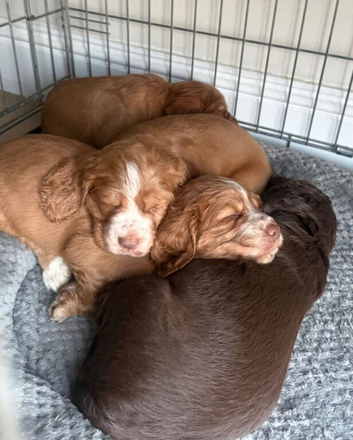 Cockapoo Puppies Ready For New Homes For Sale