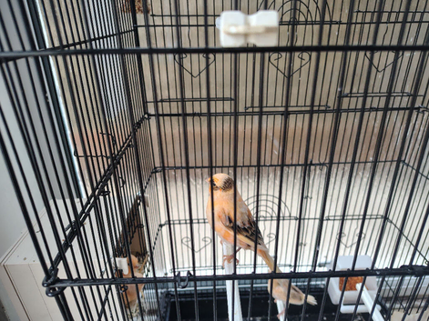 Canary