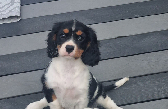 Looking for their new forever home