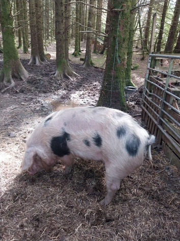 Gloucestershire old spot sow for sale