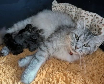 Fluffy boy kitten