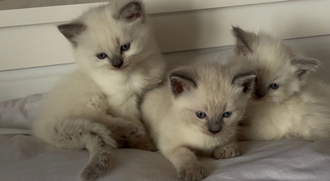 Beautiful Pure Blue Point Ragdolls