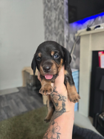 Minature dachshund