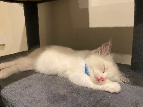 X2 beautiful pure breed ragdoll kittens x1 male x1 female
