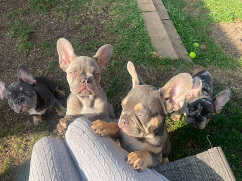 French bulldog boy and girl