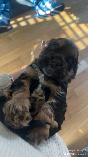 Stunning cockapoo pups