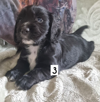 Kc cocker spaniel puppies