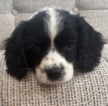 Cavalier x cavapoo puppies fully vaccinated