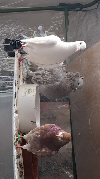 2 bonded pigeons for sale and 1 single female