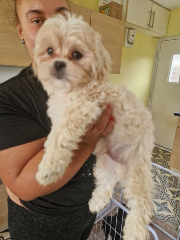 Very loving shihpoo cream boy