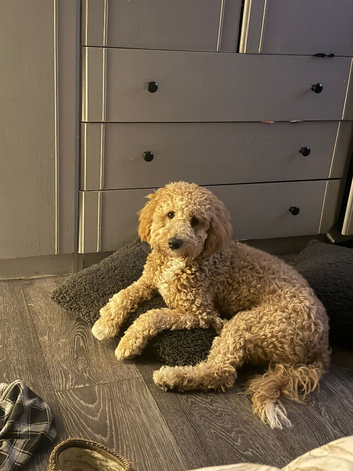 7month old