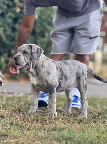 Chrome blk Merle female