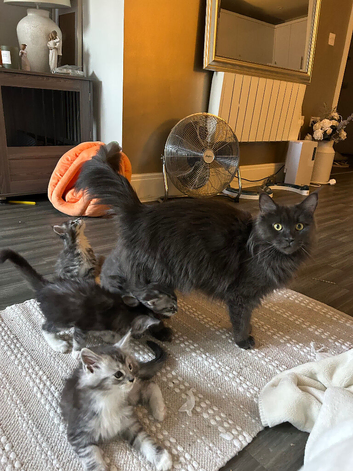 Maine coon kittens stunning