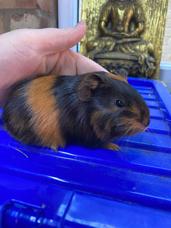Male guniea pig ready to be reserved