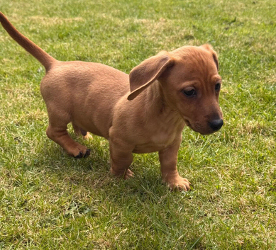Dachshund X Jack Russell puppies JACKSHUNDS