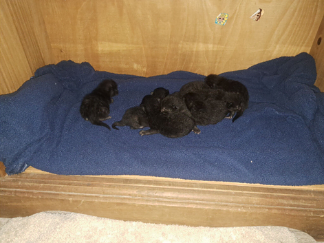 lil ninjas will be ready to rehome in 12wks