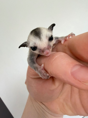 Male white faced sugar glider