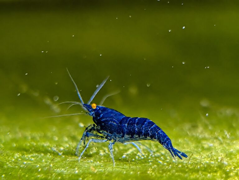 12 Rare High Grade Orange Eye Blue Devil Shrimp