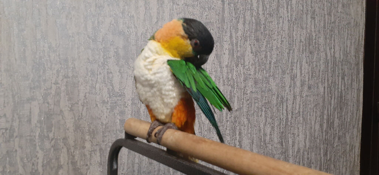Young parrot