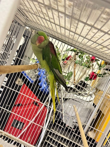 Alexandrine