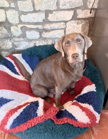 Beautifully coloured KC Registered Labrador Puppies for sale