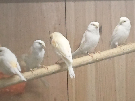 Mosaic canaries