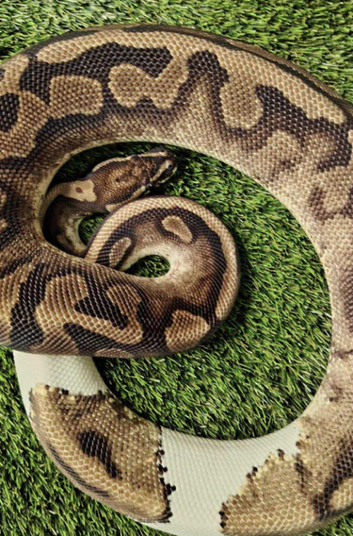 Adult Royal (Ball) Python