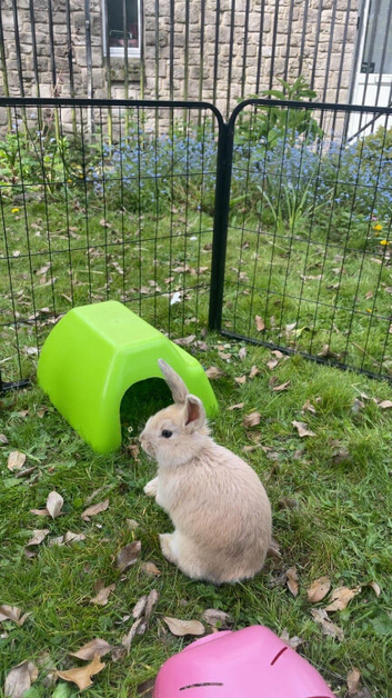 Male rabbits ( Not neutered)