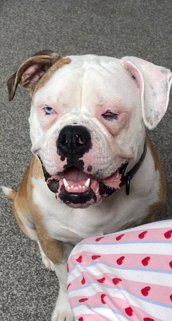 1 year old pup