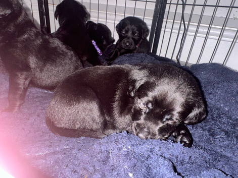 KC Labrador pups
