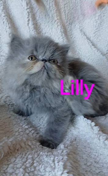 STUNNING PEDIGREE PERSIAN EXOTICS