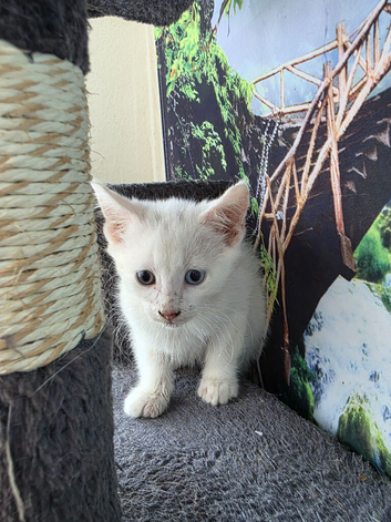 Cute kittens