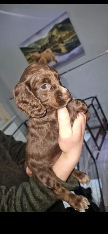Kc chocolate cocker spaniel puppies
