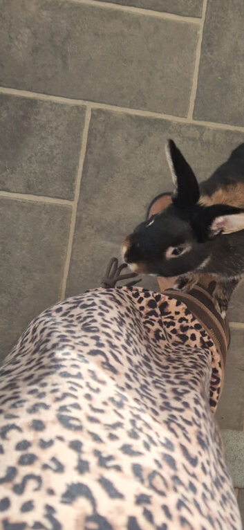 6month female bunny
